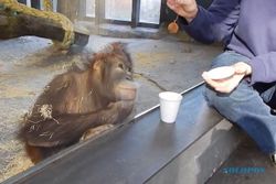 KISAH UNIK : Lihat Sulap, Orangutan ini Terpingkal-pingkal