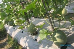 Mahasiswa UGM Kembangkan Benih Melon yang Ditanam di Lahan Kritis Karst
