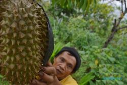 Foto Durian Montong Tak Diminati Petani Madiun