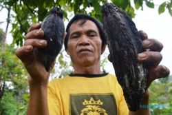 FOTO PERTANIAN MADIUN : Kakao Wilis Diserang Penggerek Buah