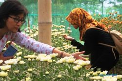 BUDI DAYA BUNGA : Petani di Patuk Gunungkidul Mulai Kembangkan Bunga Krisan