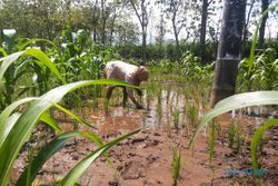 LANDAK MASUK KAMPUNG : Lahan Pertanian di Panggang Rusak Diserang Landak