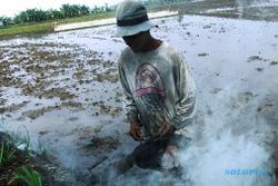 FOTO PERTANIAN JOMBANG : Petani Jombang Asapi Sarang Tikus