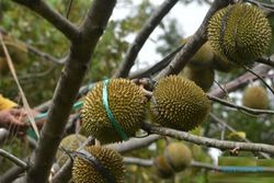 Foto Durian Madiun Bisa Rp15.000/Buah