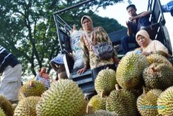 FOTO PERKEBUNAN MADIUN : Begini Menggiurkan Durian Madiun…