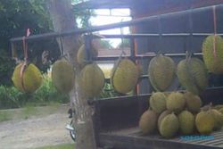 PERKEBUNAN MADIUN : Durian Lokal Madiun Dijual Rp30.000-Rp50.000