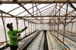 FOTO PERTANIAN KEDIRI : Pertanian Melon Kediri Ramah Lingkungan