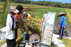 DIY Menyuplai Produksi Padi Nasional