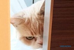 TRENDING SOSMED : Perkenalkan, Kucing Bertampang Marah Ini Namanya Koyuki