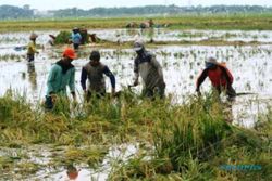 BANJIR KUDUS : 707 Hektare Sawah di Kudus Terancam Puso