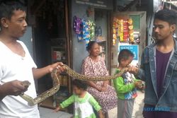 ULAR MISTERIUS : Warga Gang Anggrek Diteror Ular, Ini Tips dari Komunitas Pencinta Reptil