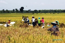 ASURANSI PERTANIAN : Bayar Rp36.000/ha, Petani Bojonegoro Diimbau Ikut Asuransi Pertanian