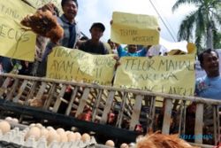 PETERNAKAN BLITAR : Jagung Langka, Peternak Ayam Unjuk Rasa