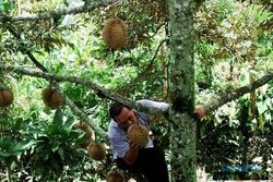 Foto Durian Jombang Dipetik Sendiri Wisatawan