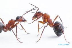 HASIL PENELITIAN : Ilmuwan Buktikan Kebenaran Surat An-Naml tentang Semut