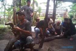 WISATA SLEMAN : Ada Ular "Raksasa" di Agrowisata Bhumi Merapi