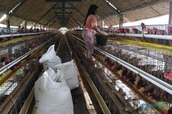 PAKAN AYAM : Bulog DIY Mulai Salurkan Jagung untuk Peternak Ayam
