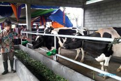 SAPI PERAH BOYOLALI : Klaster Sapi Perah Samiran Selo Bidik Produksi 25Liter/Ekor/Hari