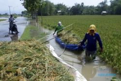 BANJIR RIAU : Ribuan Hektare Sawah dan Rumah di 4 Kabupaten Tenggelam