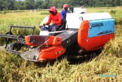 FOTO PERTANIAN NGAWI : Begini Combine Harvester Petani Ngawi