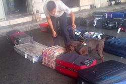 BANDARA AHMAD YANI : Bandara A. Yani Perketat Pemeriksaan, 2 Anjing Pelacak Dikerahkan