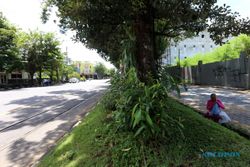 PENATAAN TAMAN KOTA SOLO : Taman Jl. Slamet Riyadi Dibongkar, Suara Pelaku Usaha Terbelah