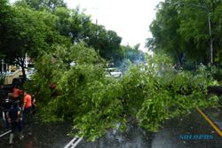 INFO TERKINI : Hujan Angin di Sleman, Banyak Pohon Tumbang