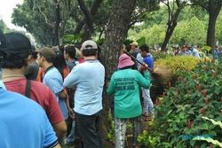 DEMO ANGKUTAN UMUM JAKARTA : Perawat Taman yang Ngamuk kepada Pendemo Bertemu Ahok