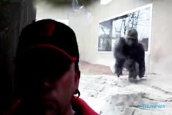 Gorila Ini Berusaha Serang Pengunjung Kebun Binatang