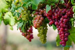 HASIL PENELITIAN : Ini Penjelasan Kenapa Anggur Bisa Mencegah Kebutaan