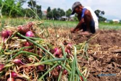 Impor Bawang Merah Ditolak DPRD Jateng