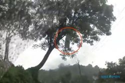 KISAH MISTERI : Sosok Wanita Menggantung di Pohon Terekam Kamera, Kuntilanak?