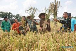 FOTO PERTANIAN JOGJA : Lahan Sawah Semakin Menipis