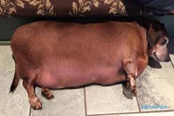 KISAH UNIK : Doyan Junk Food, Anjing Ini Obesitas