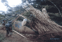FENOMENA ALAM : Pohon Tumbang di Ambarawa Ini Sita Perhatian Netizen