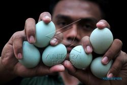 HARGA KEBUTUHAN POKOK : Telur Bebek Langka di Jogja