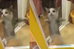 TRENDING SOSMED : Lucunya... Kucing Ini Bisa Lompat Sambil Tepuk Tangan