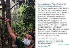 TRENDING SOSMED : Leonardo DiCaprio Sindir Kebun Sawit di Sumatera