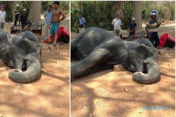 KISAH TRAGIS : Kelelahan Saat Atraksi, Gajah Ini Akhirnya Mati
