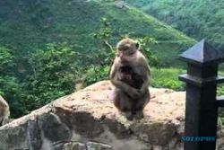 PENATAAN GUNUNGKIDUL : Monyet Curi Lauk Pauk Warga? Saatnya Introspeksi
