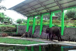 DOKTER DISERANG GAJAH : Pawang Sebut Gajah WGM Wonogiri Sedang Tak Birahi
