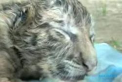 TAMAN MARGASATWA SEMARANG : Bayi Harimau Kebun Binatang Semarang Mati Gara-Gara Infeksi
