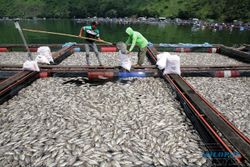 Ribuan Ikan Nila dan Emas di Danau Toba Mati, Ini Fotonya