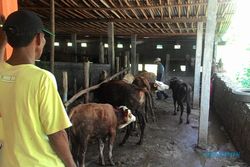 HARGA KOMODITAS : Impor Daging Tak Pengaruhi Penjualan Sapi Wonogiri