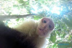TEROR BINATANG BUAS : Monyet Liar Menyerang Warga, Akhirnya Ditembak