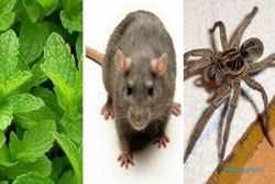 TIPS RUMAH : Tanaman Mint Bikin Rumah Bebas Serangga dan Tikus
