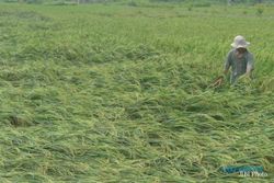 CUACA EKSTREM KULONPROGO : Angin Kencang Robohkan Belasan Hektare Padi
