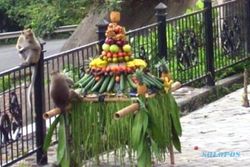 FOTO WISATA SEMARANG : Monyet Gua Kreo Sambut Sesaji Rewanda