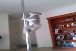 KISAH UNIK : Lucu, Koala Ini Dapat Melakukan Pole Dancing