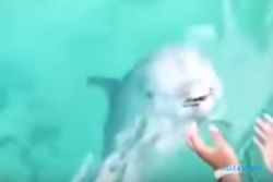 KISAH UNIK : Lumba-Lumba Ini Kembalikan Ponsel yang Tenggelam di Laut
